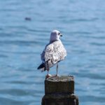 500开奖号码查询最新结果及历史数据汇总 d76ty