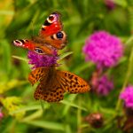 深入分析bet365亚洲娱乐的奖金政策与优惠活动 ewzp8