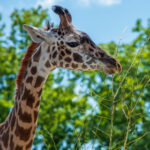 JRS直播WNBA赛事:精彩对决不容错过! pn9qbndw